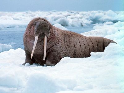 Walrus  