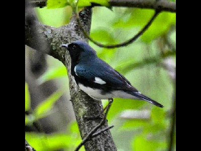 Warbler  -  Black-throated Blue Warbler