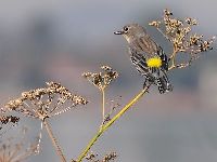 Yellow-rumped Warbler image