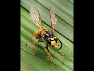 Wasp  