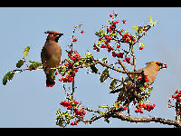 Japanese Waxwing image