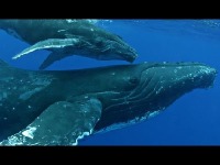 Whale image