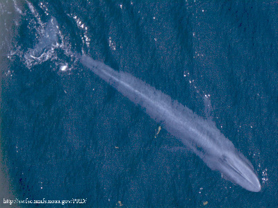 Whale  -  Blue Whale
