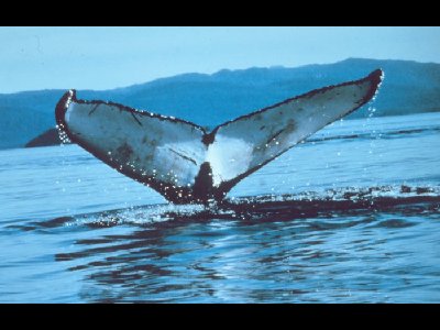 Whale  -  Humpback Whale