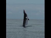 Minke Whale image