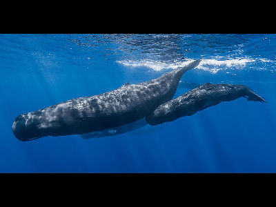 Whale  -  Sperm Whale