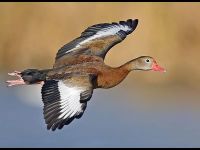 Whistling Duck image