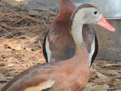 Whistling Duck  -  Black-bellied Whistling Duck