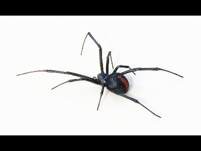 Widow Spider  