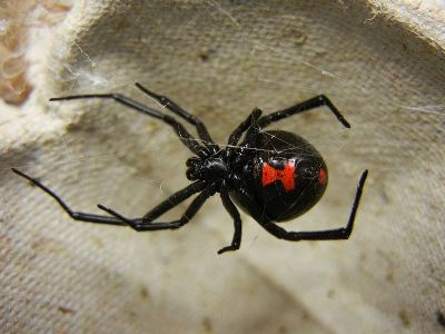 Widow Spider  -  Black Widow