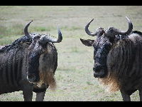 Wildebeest image