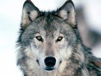 Wolf image