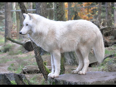 Wolf  -  Arctic Wolf