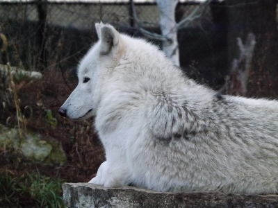 Wolf  -  Gray Wolf
