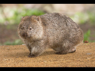 Wombat  -  Common Wombat