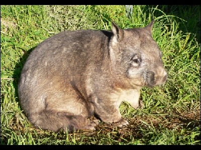 Wombat  -  Northern Hairy-nosed Wombat