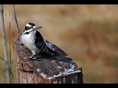 Woodpecker  