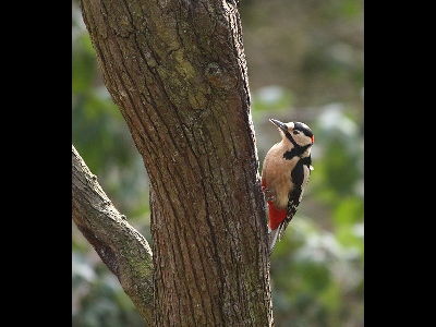 Woodpecker  -  Great Spotted Woodpecker