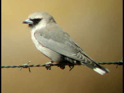 Woodswallow  