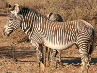Grevy's Zebra image